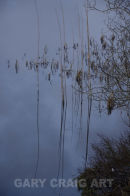 Loch of Lowes study