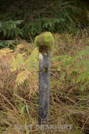 Moss head