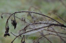 Spiders web and mist