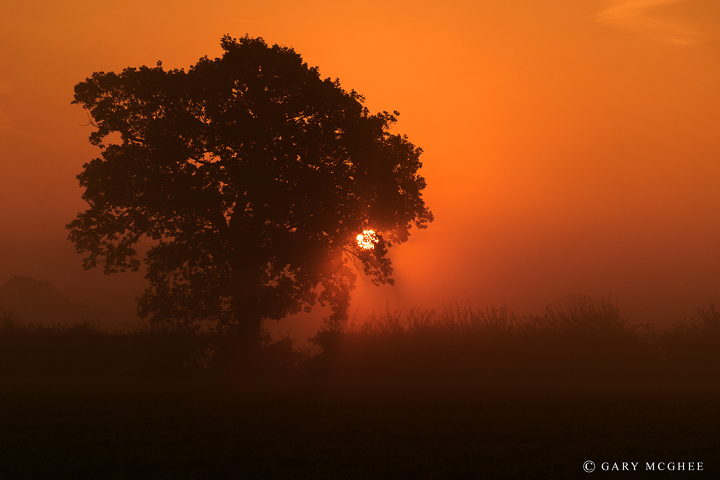 Misty Oak