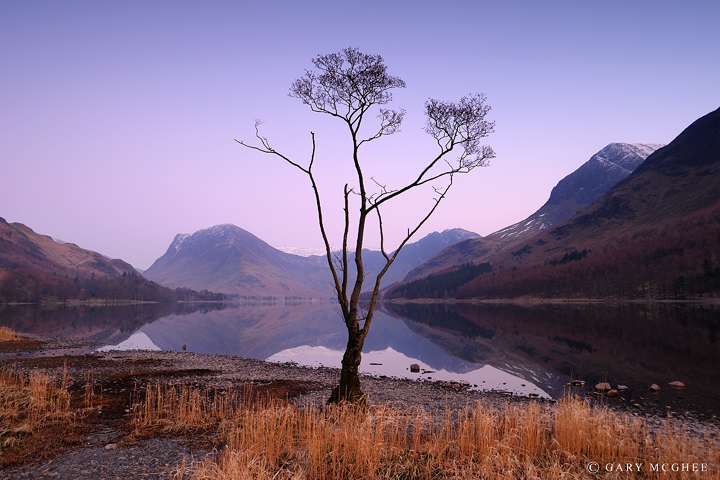 Buttermere Tree