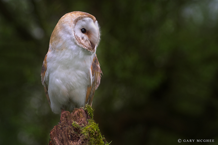 Barn Owl