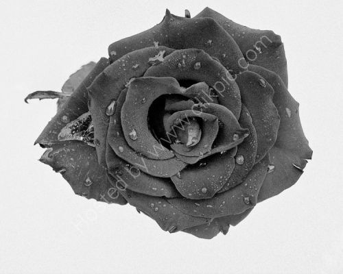 Jo's Rose