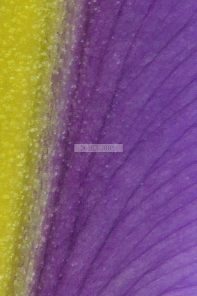 Iris - colour photograph