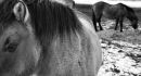 Horses 02