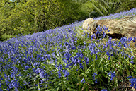 Bluebell wood