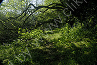 Secret wood
