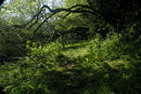Secret wood
