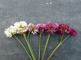T.repens floral variants