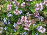 Lobelia and thyme