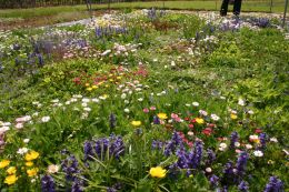 University trial lawn