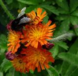 Bee on fox & cubs