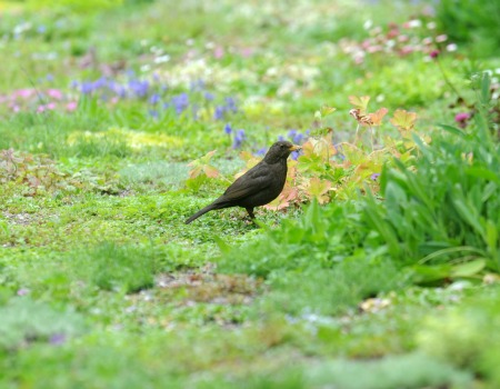 Avondale Blackbird