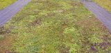 January lawn