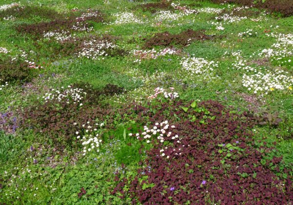 Tapestry lawn