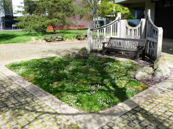 Shady lawn