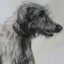 Lurcher