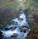 Woodland Stream
