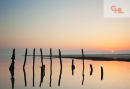 Mussel Poles Dawn