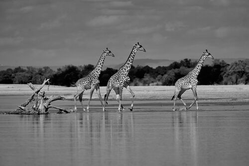 Giraffe