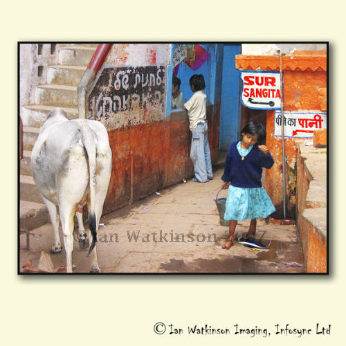Girl and Cow