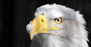 eagle eye