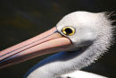 pelican