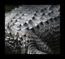 American Alligator... a survivor