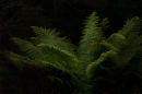 Arthur River fern