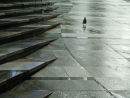 pigeon walk