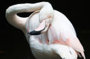 Greater flamingo