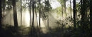 Enchanted forest