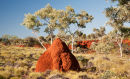 Termite nest