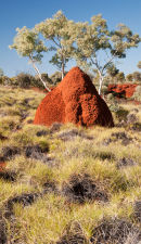 Termite nest