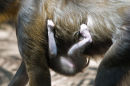 Hang on ... (2)