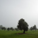 olive grove
