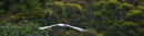 White bellied sea eagle