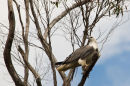 White bellied sea eagle