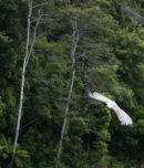 White bellied sea eagle