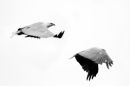 white bellied sea eagle flight sequence