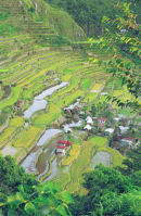 Dawn At Rice Terraces, Batad
