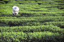 Tea Picker, Rueli