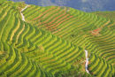 Rice Terraces, Ping An, Guangxi, China