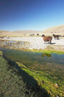 Mountain Sheep, Song-Kul