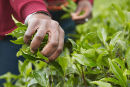 Tea picker, Nuwara Eliya