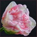 1st. Tulip Angelique