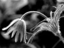3rd. Flower