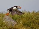 2nd. Puffin take off