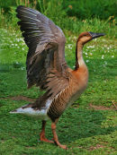2nd. Struttin his stuff