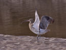 Curlew landing